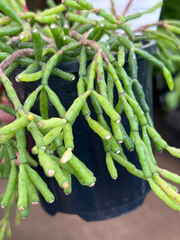 Rhipsalis (Clavata) - Ladybird Nursery