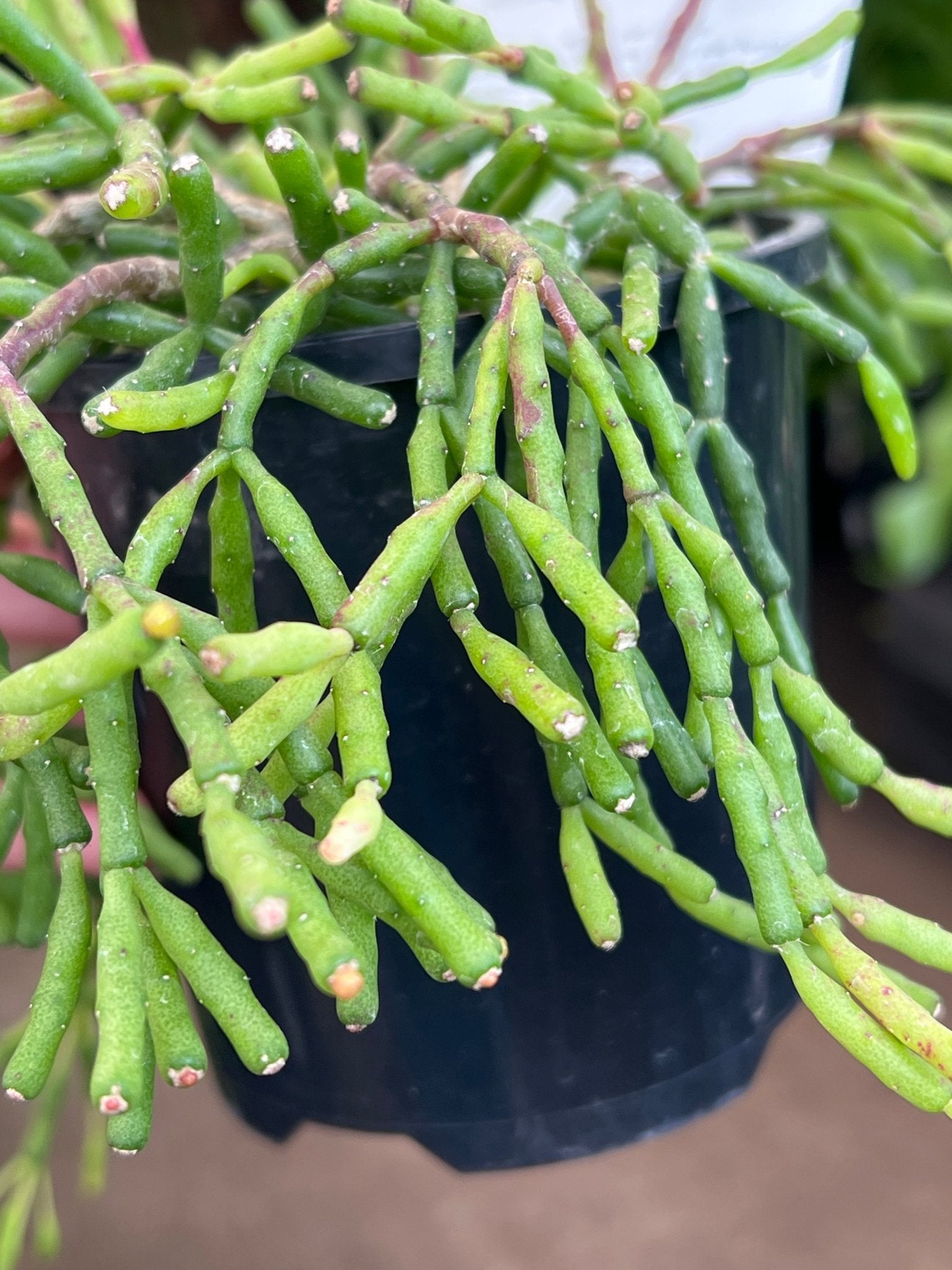 Rhipsalis (Clavata) - Ladybird Nursery