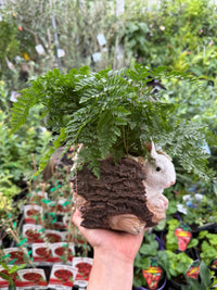 Fern in Ceramic Bunny and Log Planter - Ladybird Nursery
