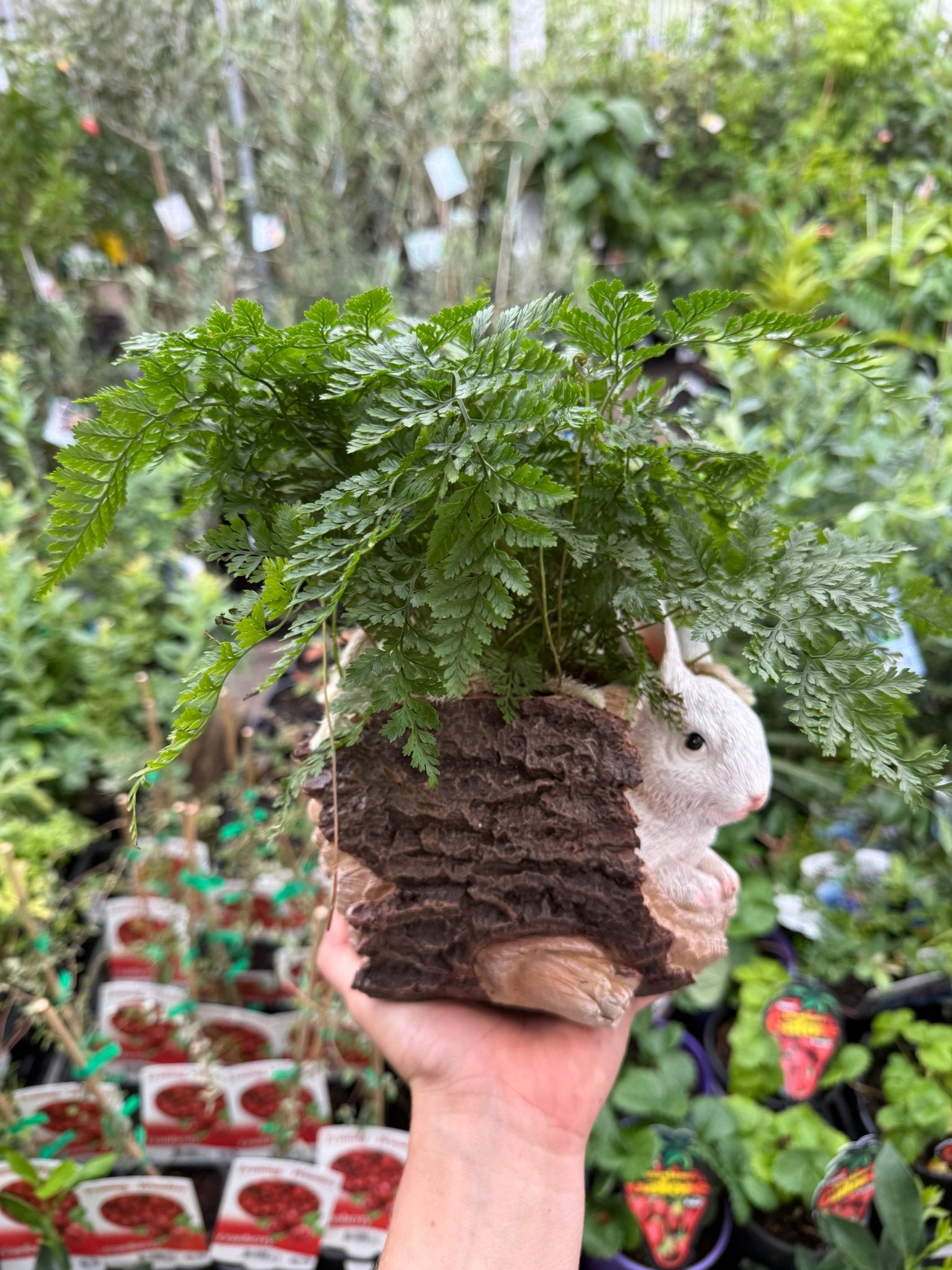Fern in Ceramic Bunny and Log Planter - Ladybird Nursery