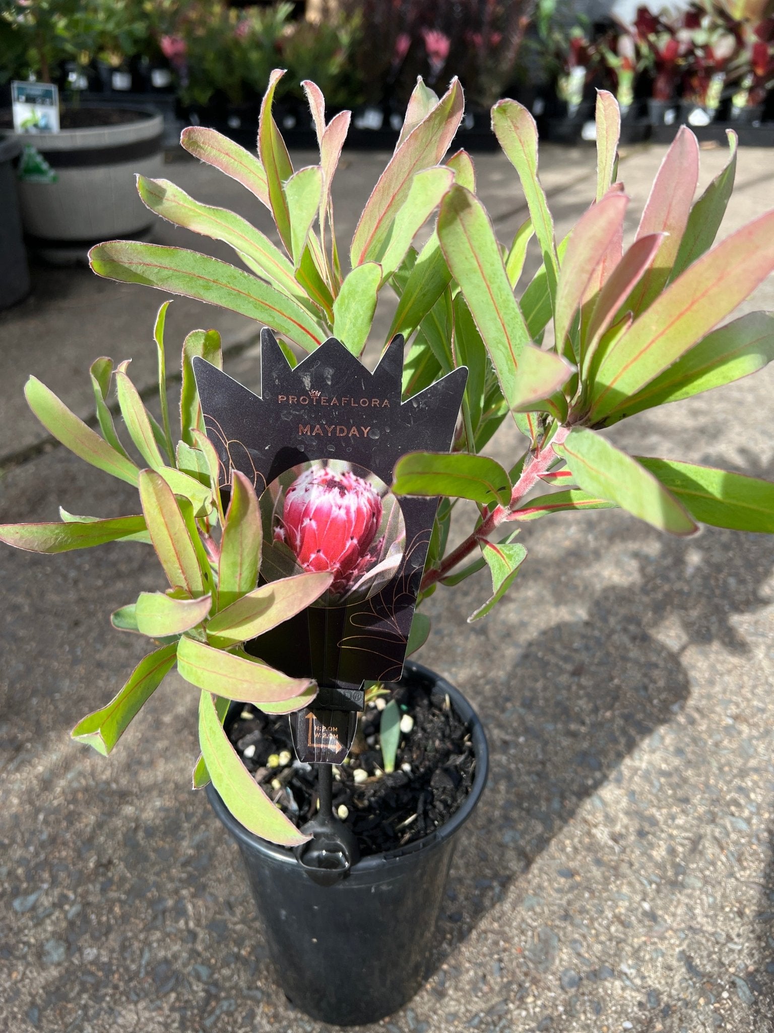 Protea 'Mayday' - Ladybird Nursery