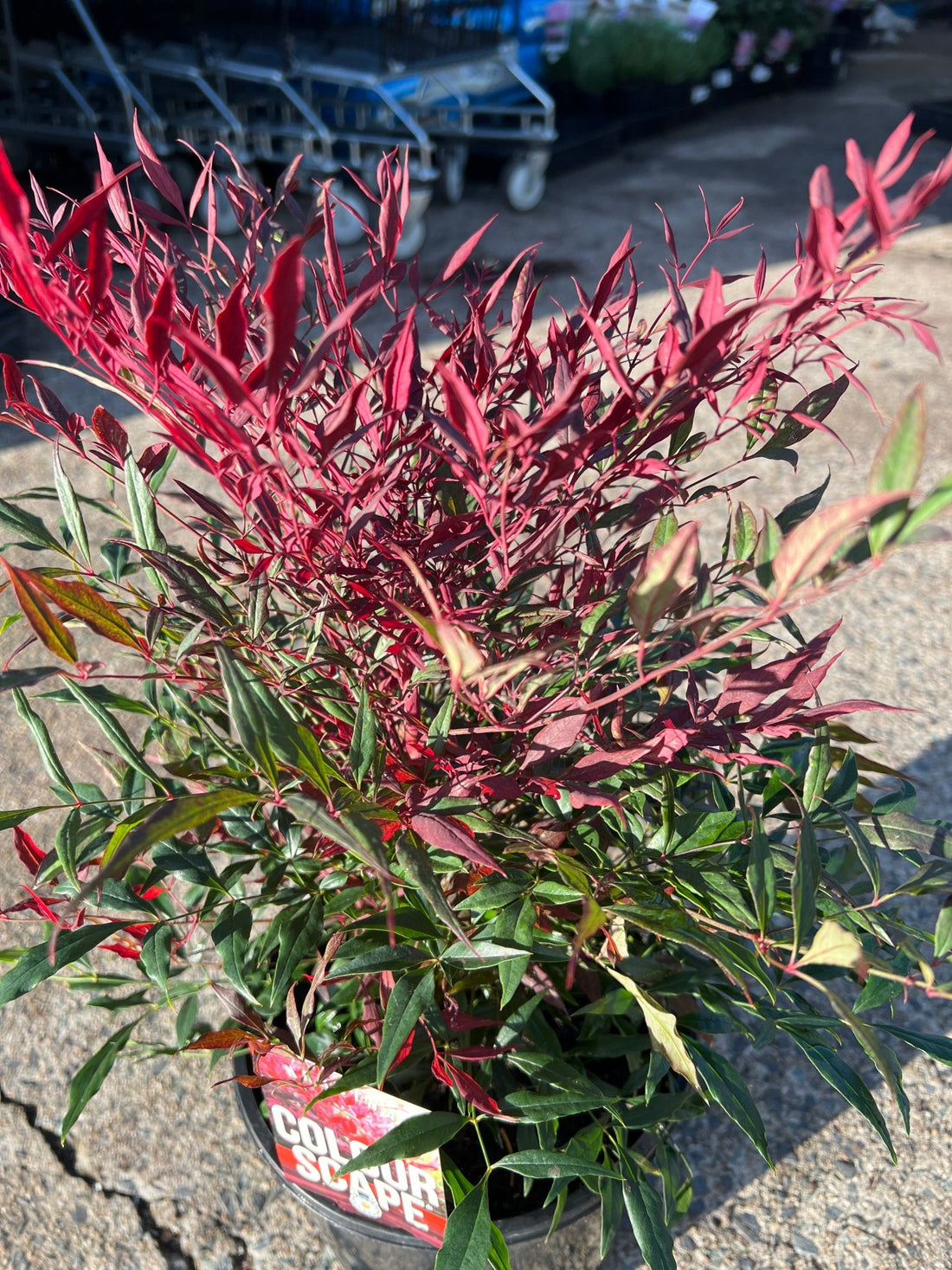 Heavenly Bamboo Colourscape (Nandina domestica) - Ladybird Nursery