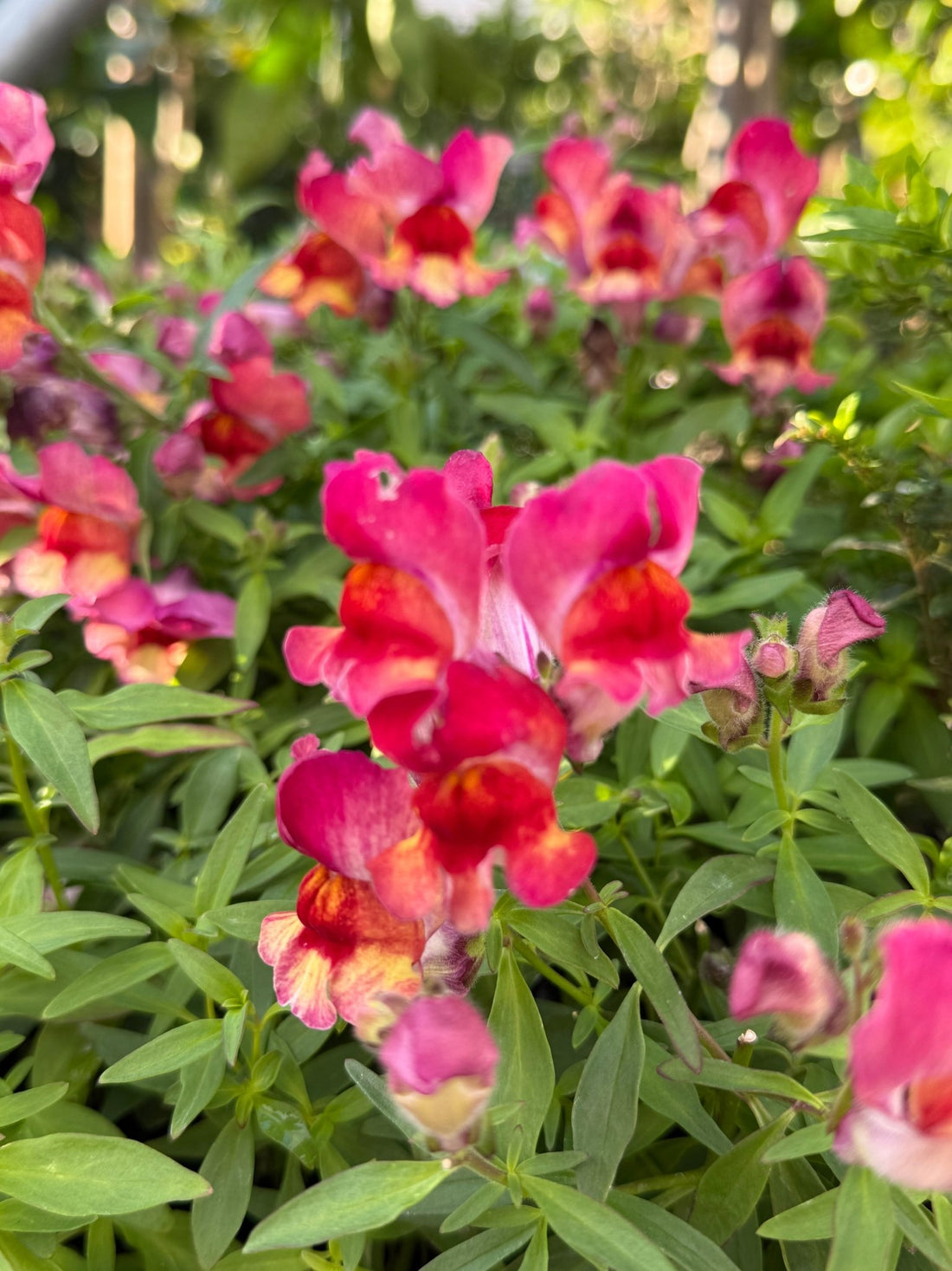 Snapdragon 'Red Flame' 10 Cell (PICK UP ONLY) - Ladybird Nursery