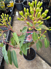 Dwarf Eucalyptus ‘Summer Beauty’ (Corymbia ficifolia) - Ladybird Nursery
