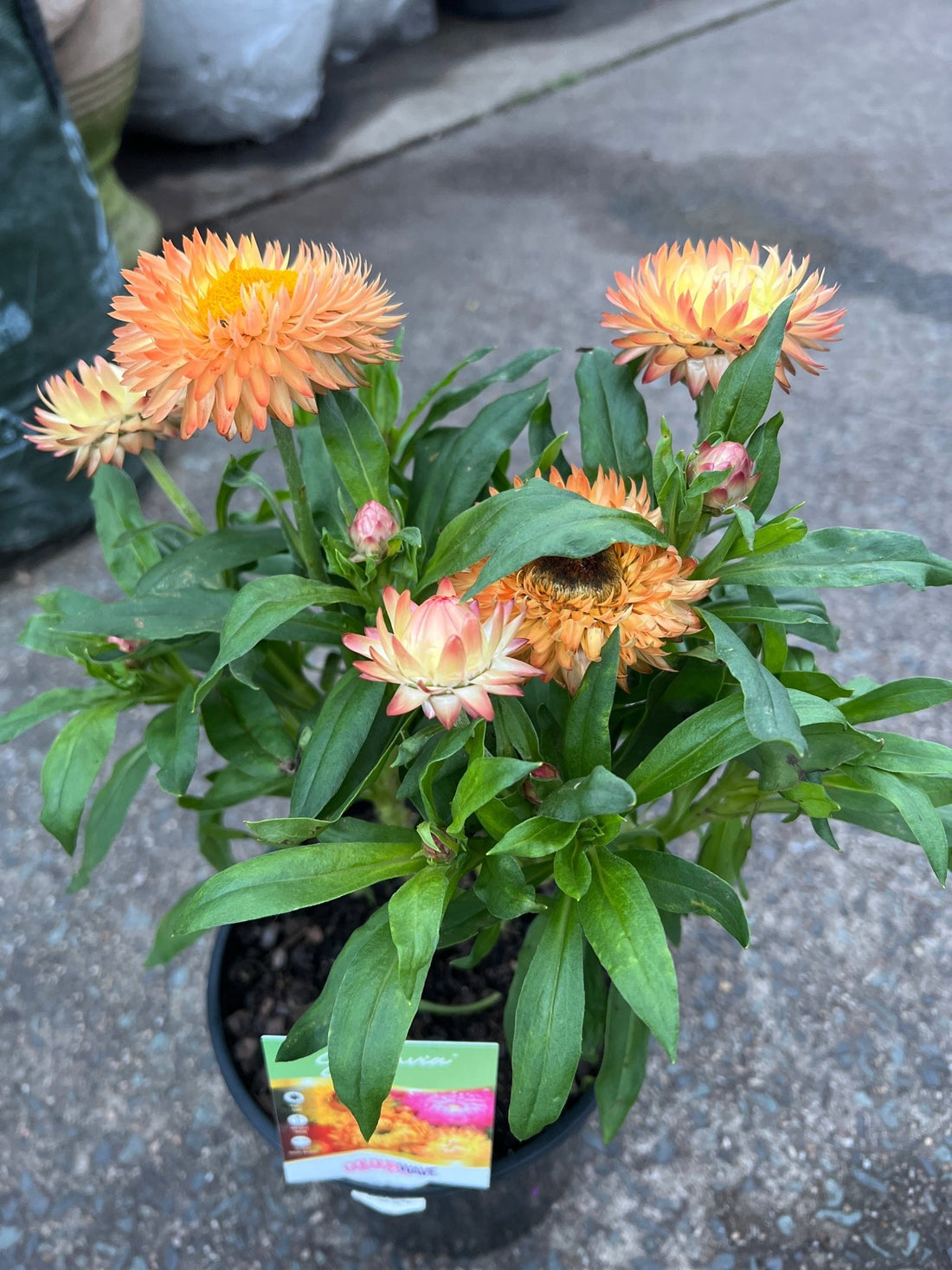 Paper Daisy 'Peachy Keen' (Bracteantha) - Ladybird Nursery