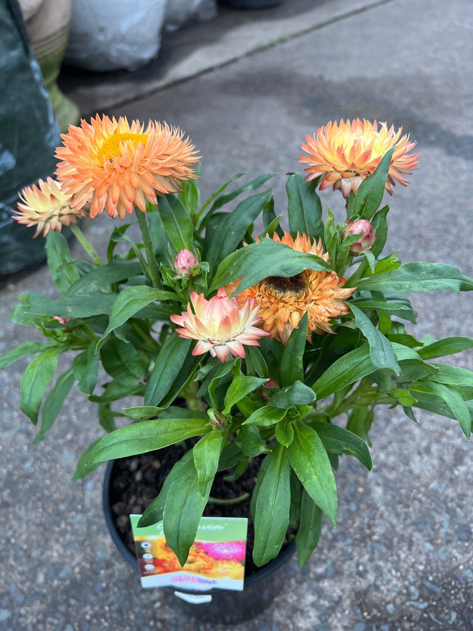 Paper Daisy 'Peachy Keen' (Bracteantha) - Ladybird Nursery