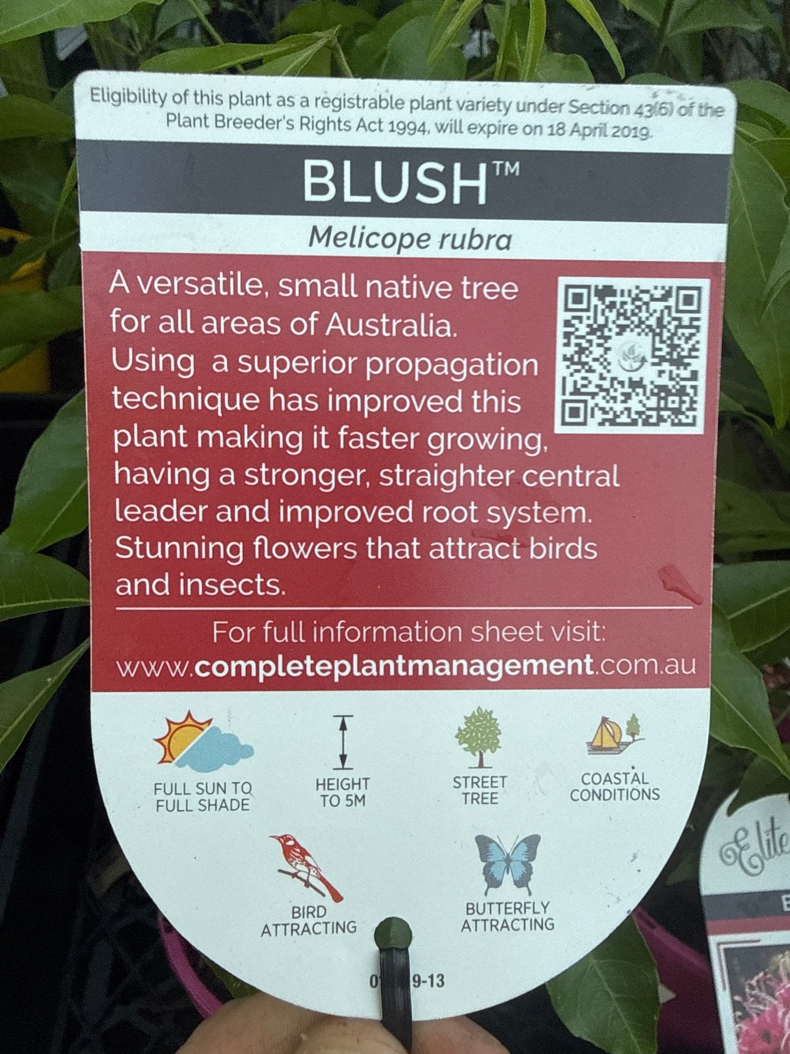 'Rubra Blush' (Melicope rubra) - Ladybird Nursery
