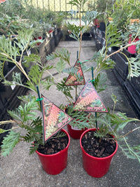 Dwarf Grevillea 'Bigfoot' - Ladybird Nursery