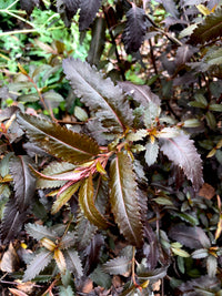 Toatoa Wellington Bronze (Haloragis erecta)