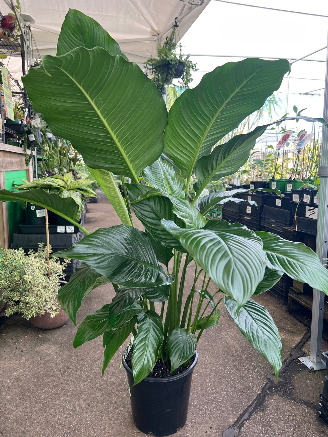 Spathiphyllum 'Sweet Sebastiano' - Advanced (PICK UP ONLY) - Ladybird Nursery