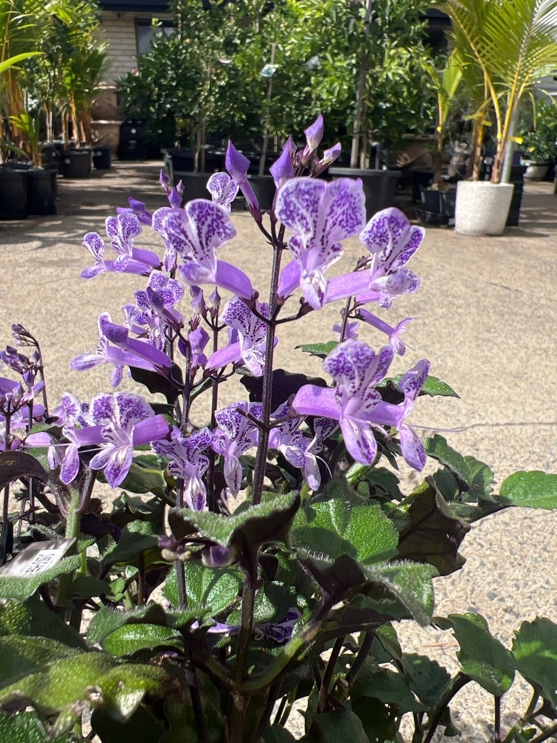 Plectranthus 'Mona Lavender' - Ladybird Nursery