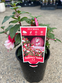 Fuchsia 'Ballerina's Balloon' (Fuchsia hybrid) - Ladybird Nursery