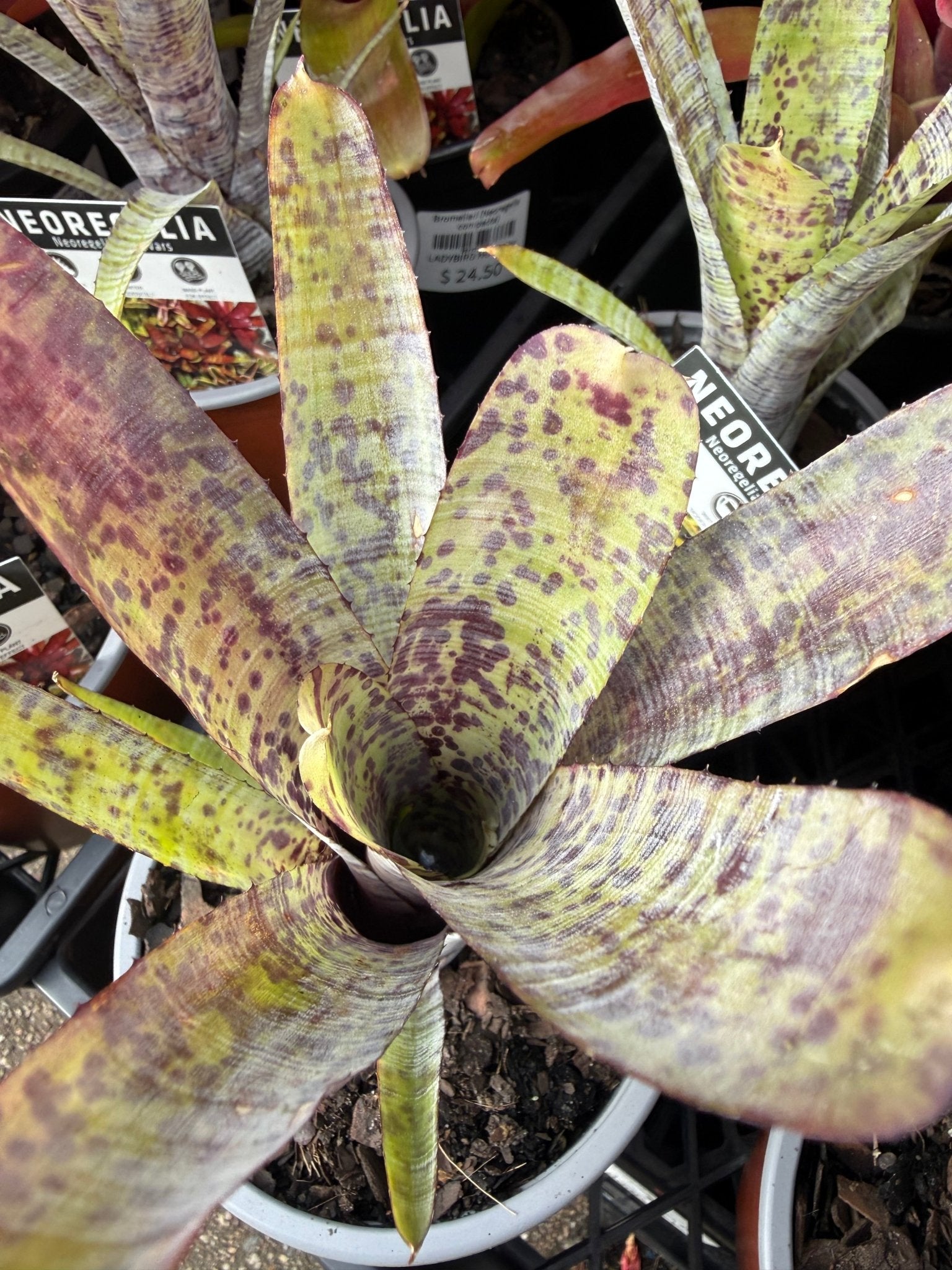 Bromeliad (Neoregelia Mixed) - Ladybird Nursery