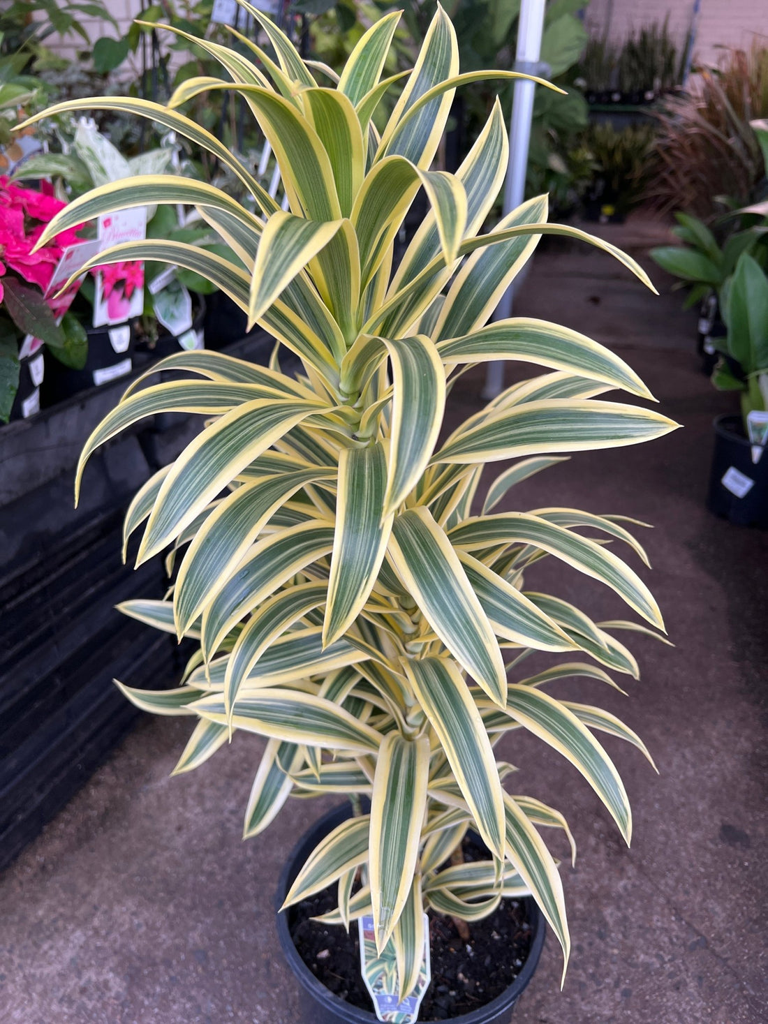Dracaena 'Song of India' (Pleomele) - Large - Ladybird Nursery