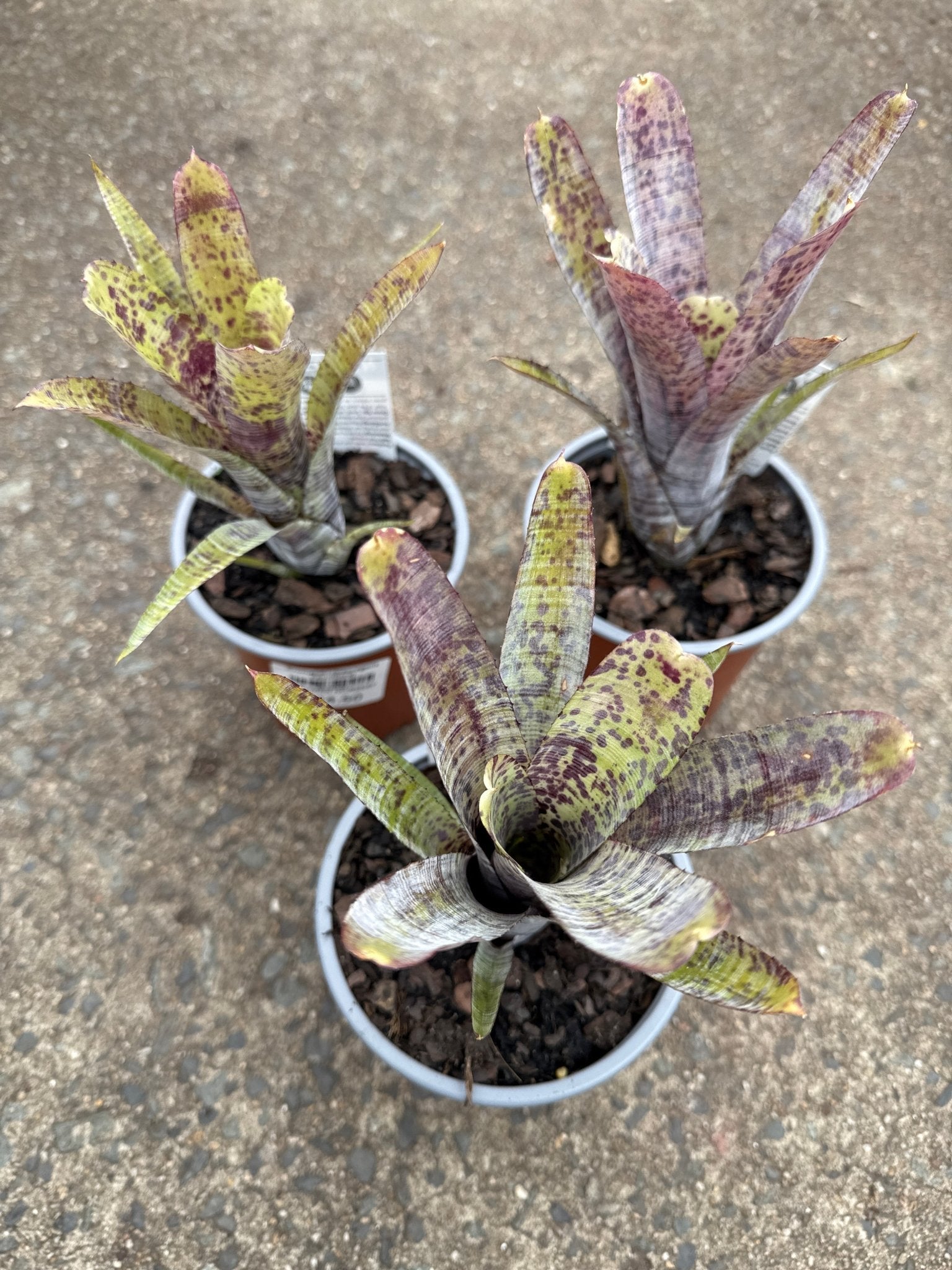 Bromeliad (Neoregelia Pauciflora) - Ladybird Nursery