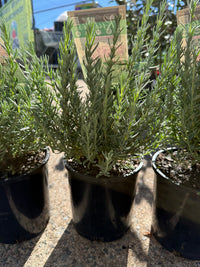 Lavender 'Bubbleberry Ruffles' (Lavandula pedunculata) - Ladybird Nursery