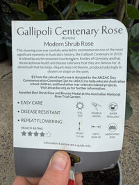 Rose 'Gallipoli Centenary'
