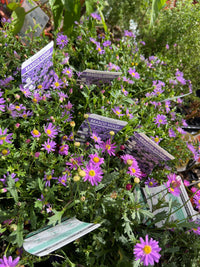 Swan River Daisy Brasco Violet (Brachyscome angustifolia) - Ladybird Nursery