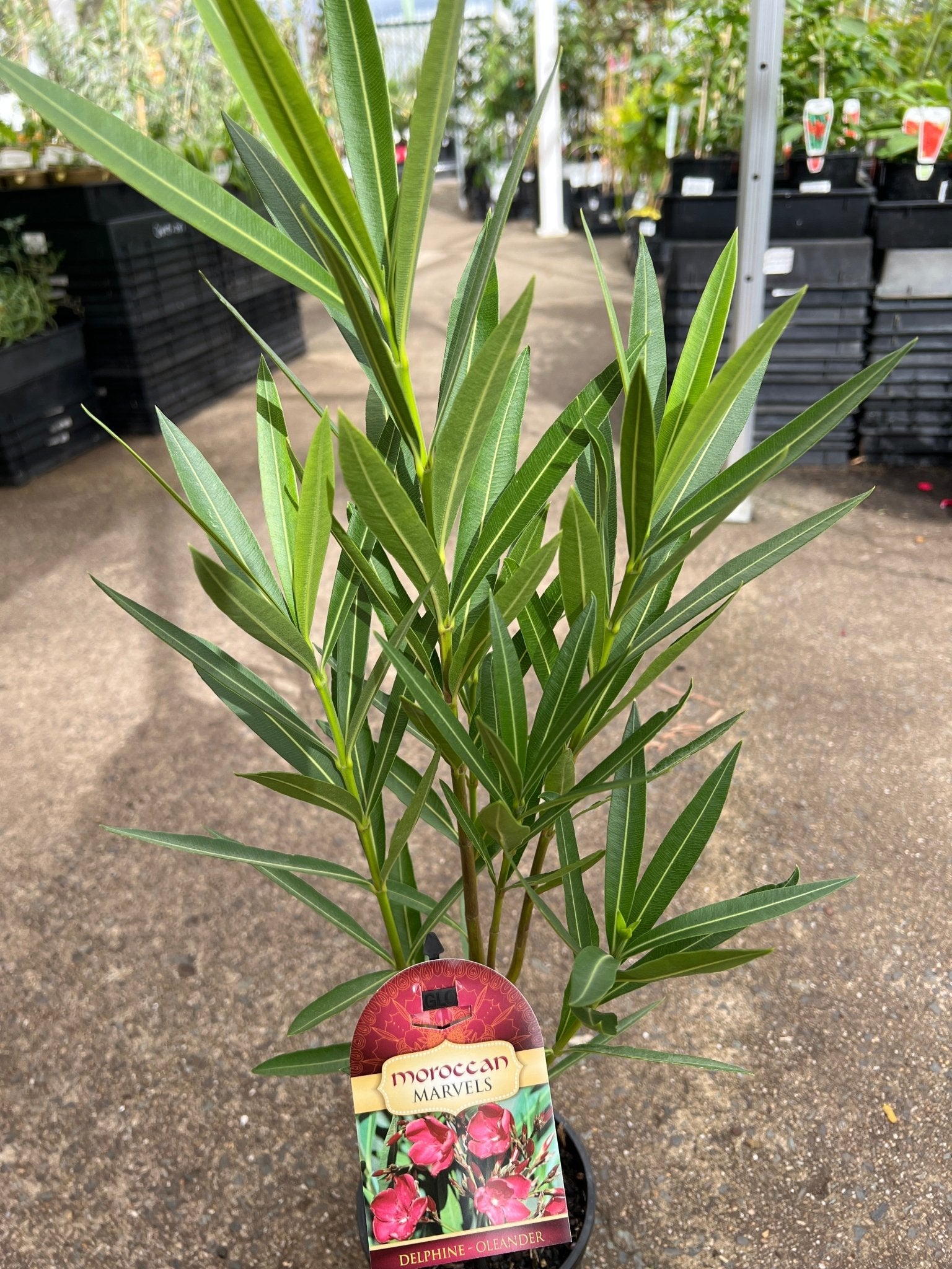 Oleander 'Delphine' (Nerium oleander) - Ladybird Nursery