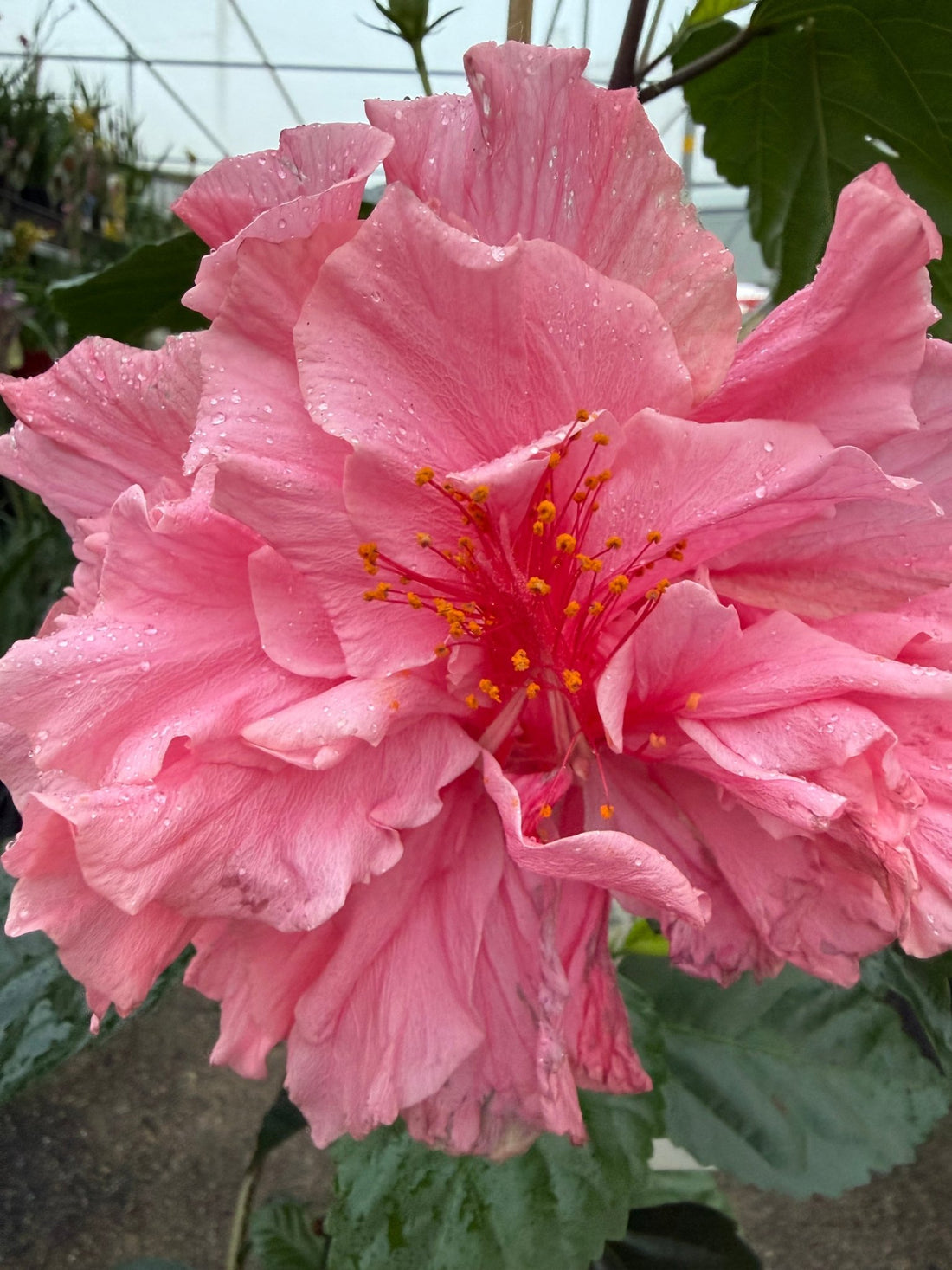 Hibiscus 'Mrs George Davis' (Hibiscus rosa-sinensis) - Large - Ladybird Nursery