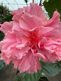 Hibiscus 'Mrs George Davis' (Hibiscus rosa-sinensis) - Large - Ladybird Nursery