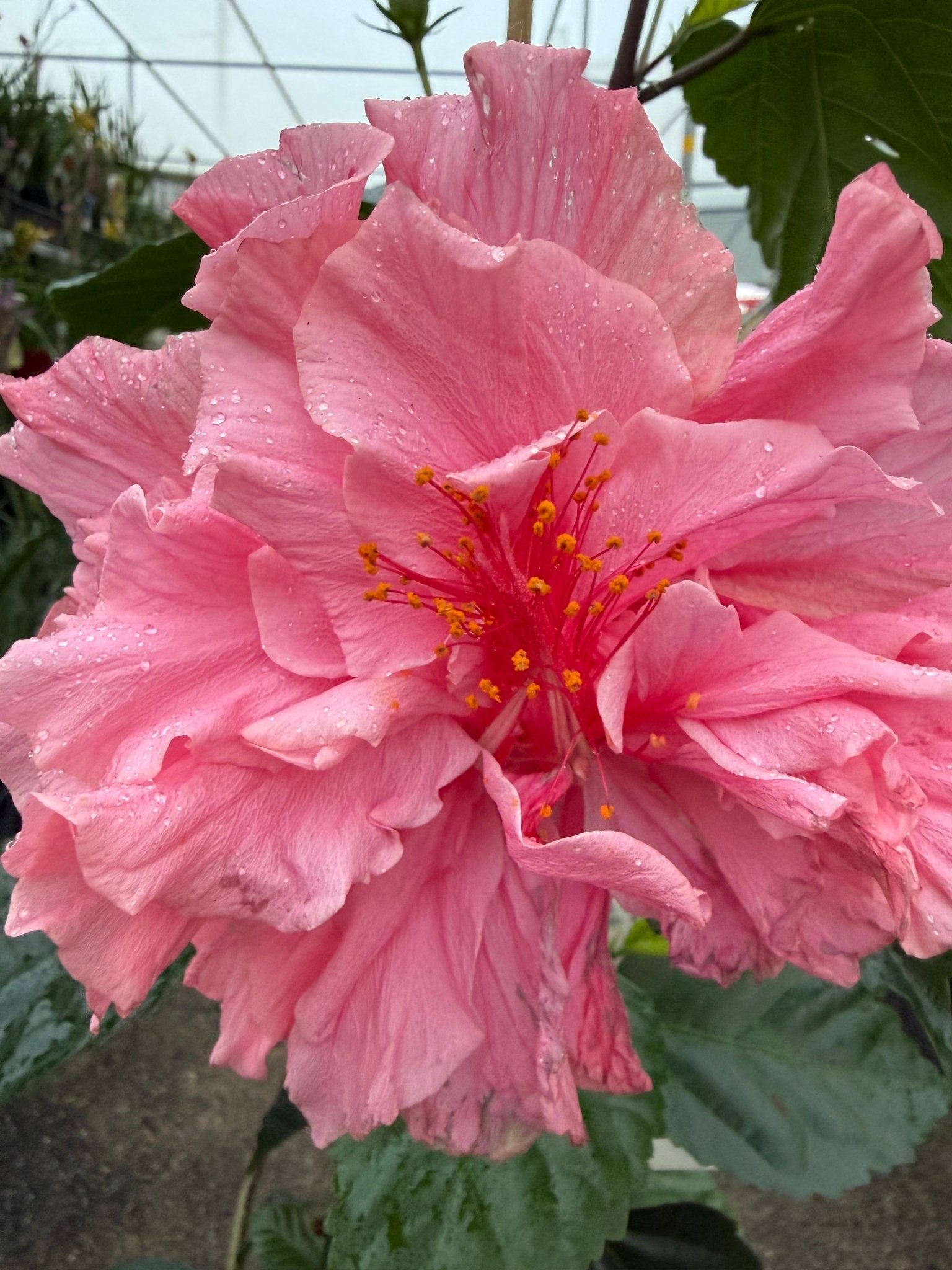 Hibiscus 'Mrs George Davis' (Hibiscus rosa-sinensis) - Large - Ladybird Nursery