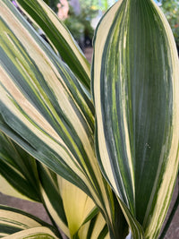 Variegated Cast Iron Plant Variegata (Aspidistra elatior) - Ladybird Nursery