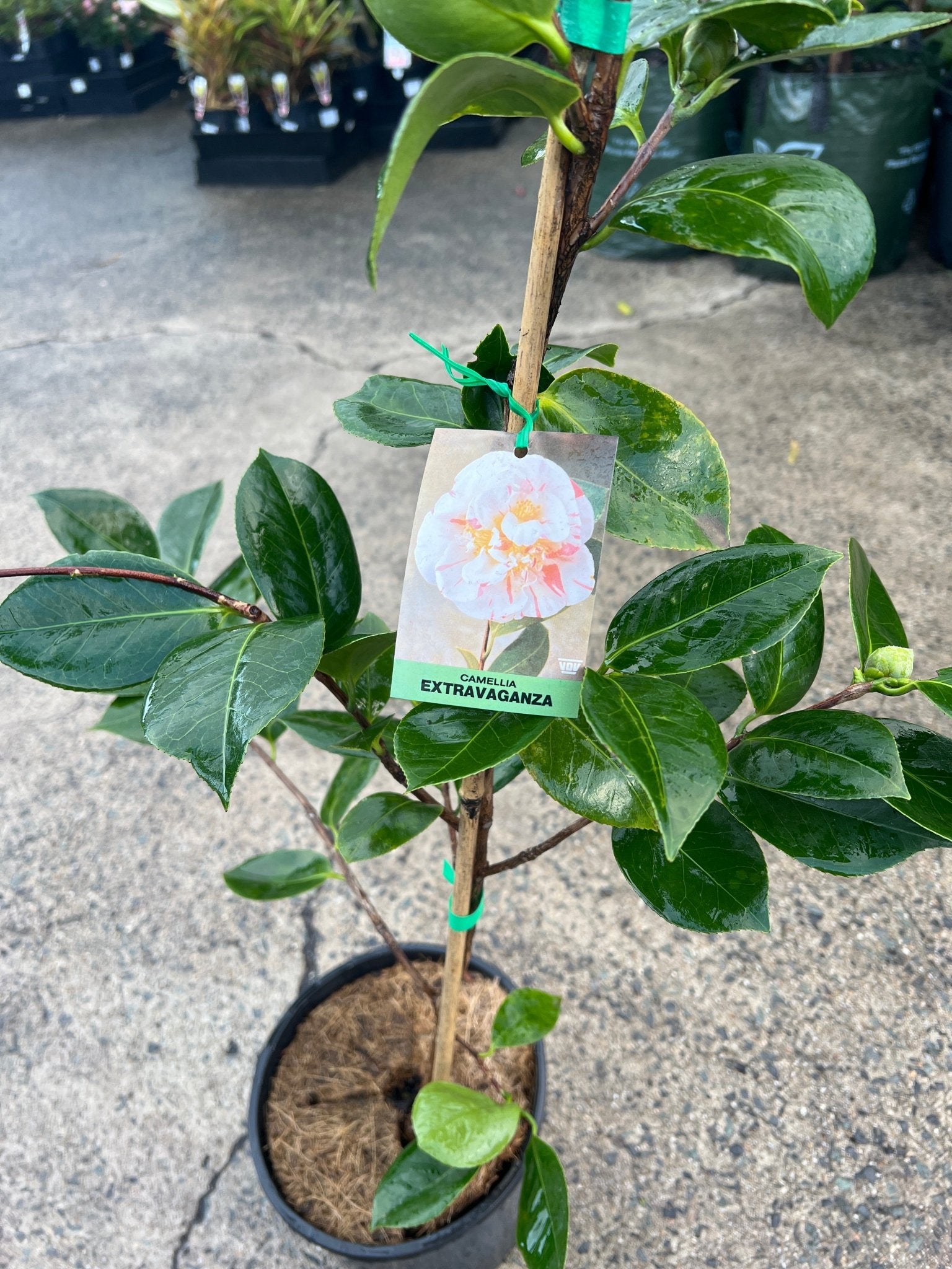 Camellia 'Extravaganza' (Camellia japonica) - Ladybird Nursery