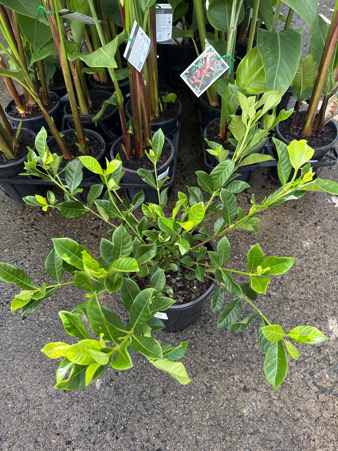Gardenia Florida (Gardenia augusta) - 200mm Pot - Ladybird Nursery