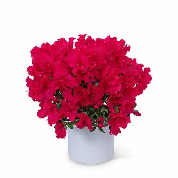 Azalea Assorted Standards - Ladybird Nursery