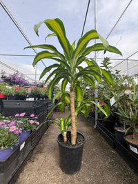 Happy Plant (Dracaena fragrans ‘Massangeana’) PICK UP ONLY - Ladybird Nursery