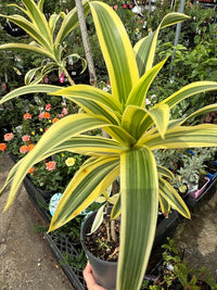 Song of India (Dracaena reflexa) - Ladybird Nursery