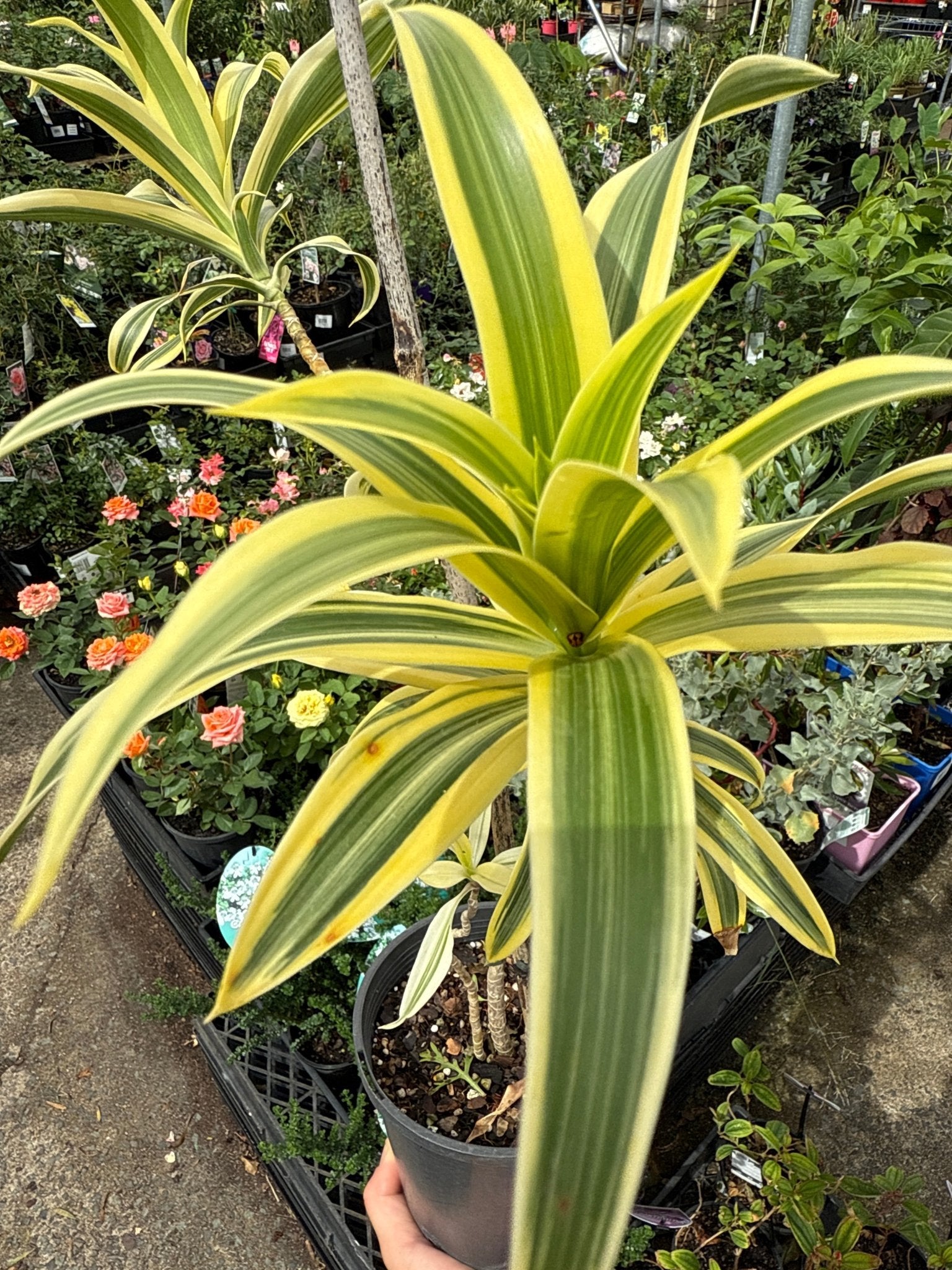 Song of India (Dracaena reflexa) - Ladybird Nursery