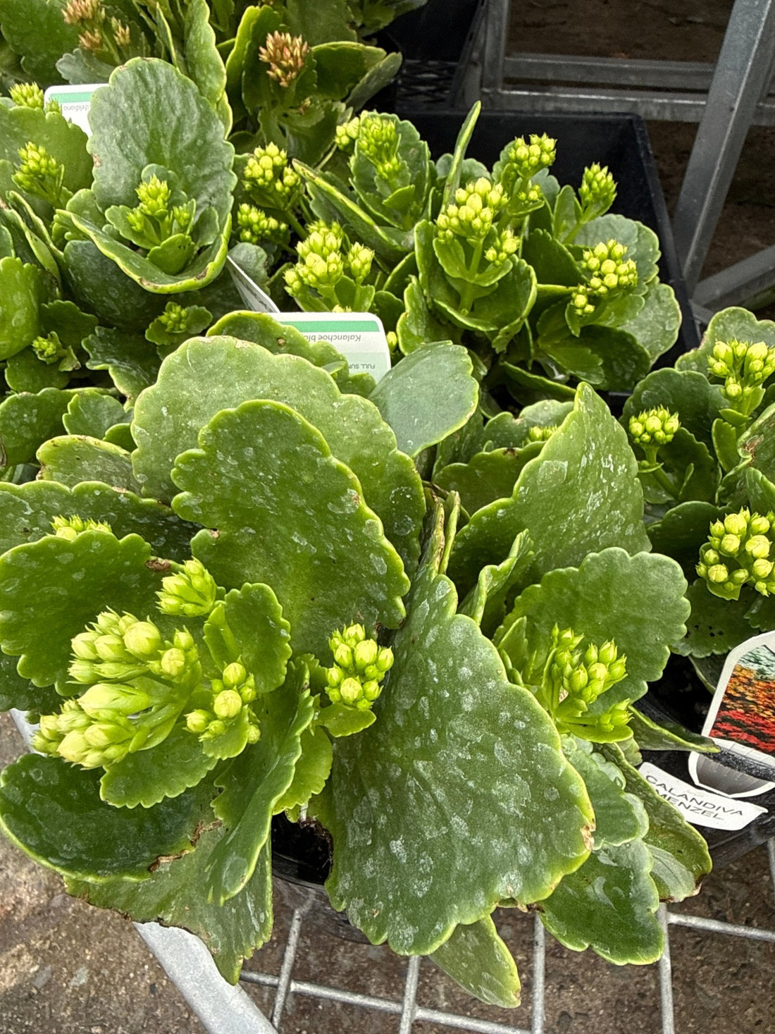 Kalanchoe 'Menzel White' (Kalanchoe calandiva) - Ladybird Nursery