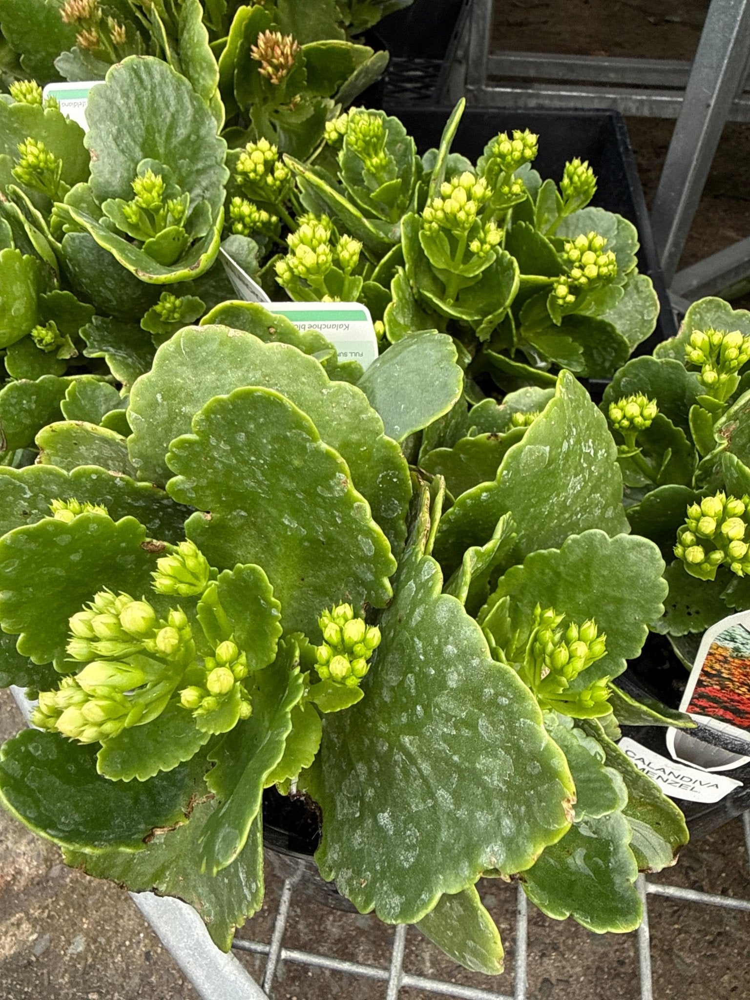 Kalanchoe 'Menzel White' (Kalanchoe calandiva) - Ladybird Nursery