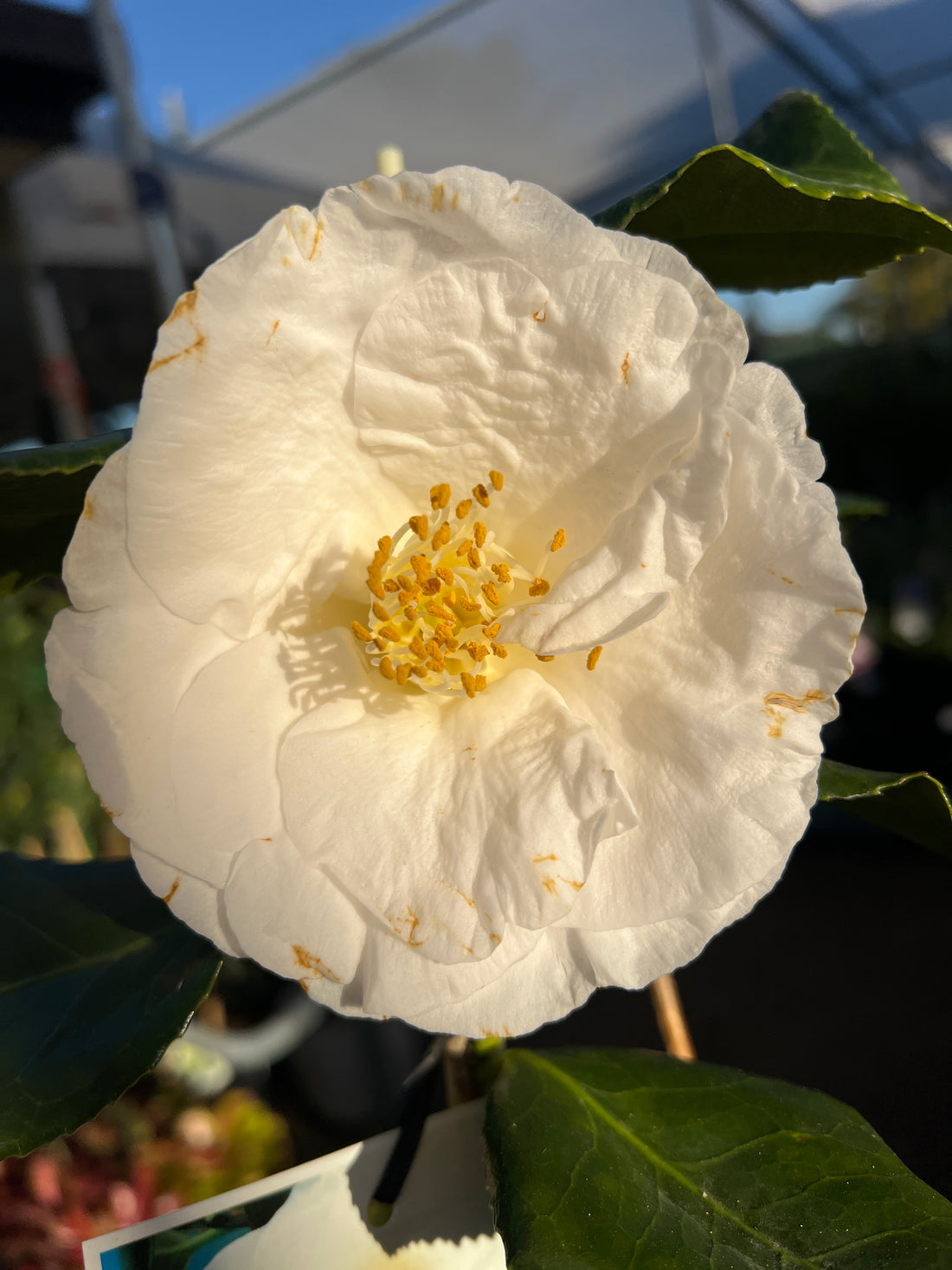Camellia 'Lovelight' - Large