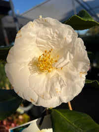 Camellia 'Lovelight' - Large