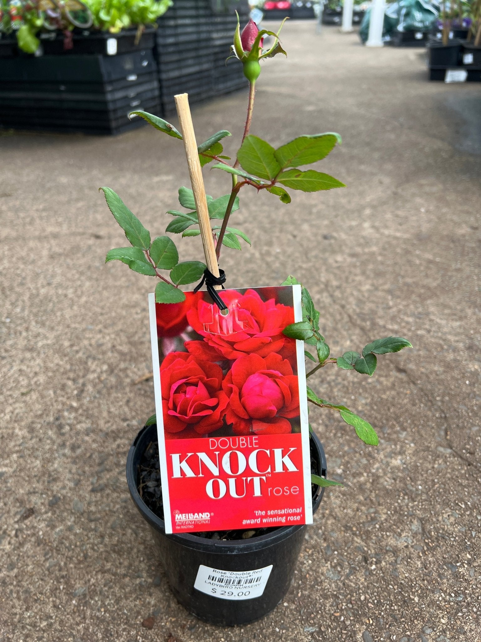 Rose ‘Double Red Knockout®’ - Ladybird Nursery