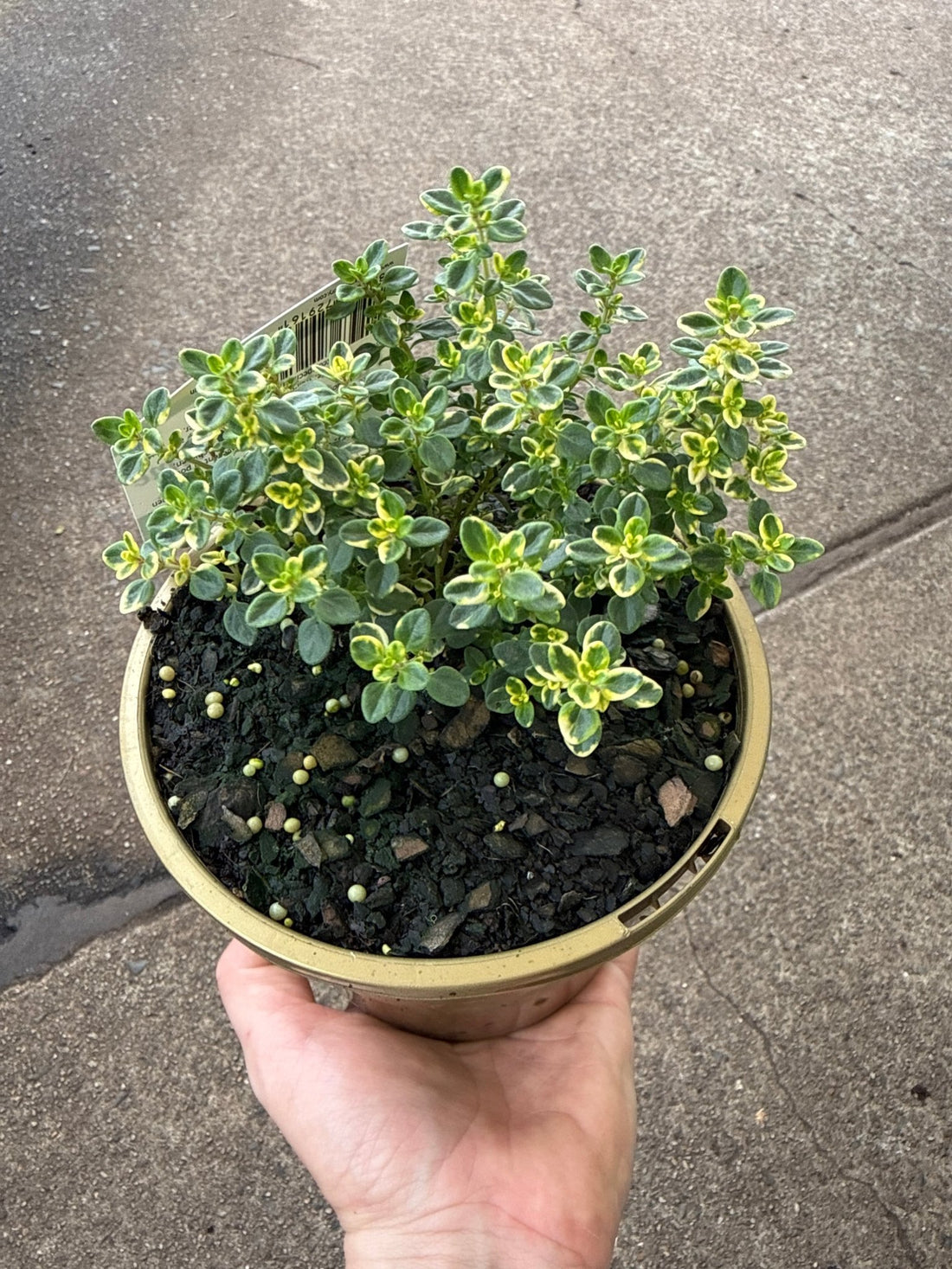 Variegated Lemon Thyme - Ladybird Nursery