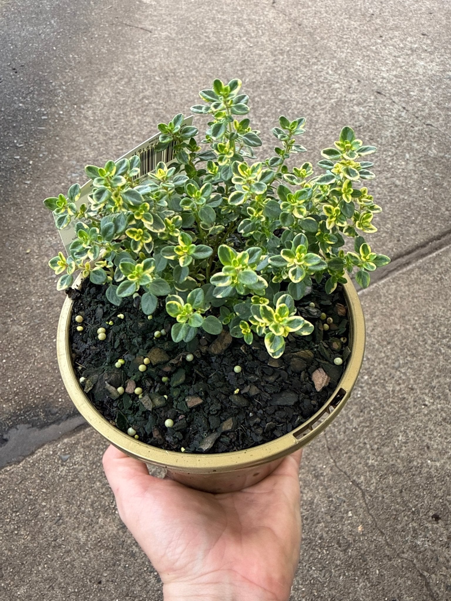 Variegated Lemon Thyme - Ladybird Nursery