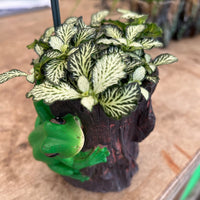 Frog Log Planter with Assorted Indoor Plant - Ladybird Nursery