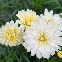 Daisy 'Double Yellow' (Argyranthemum) - Ladybird Nursery
