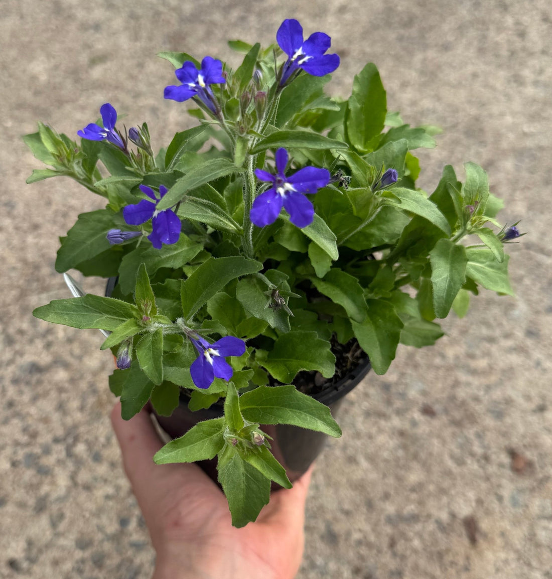Lobelia erinus 'Blue'