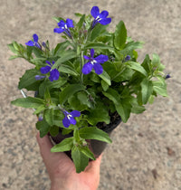 Lobelia erinus 'Blue'