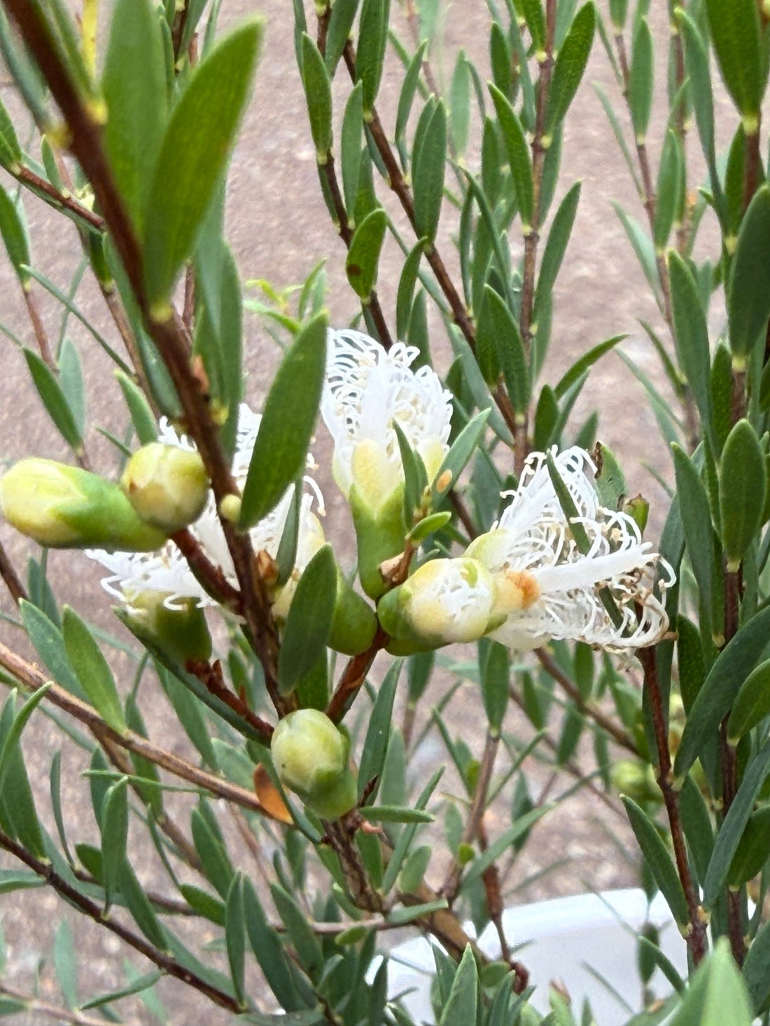 Thyme Honey Myrtle 'White Lace' (Melaleuca thymifolia) - Ladybird Nursery
