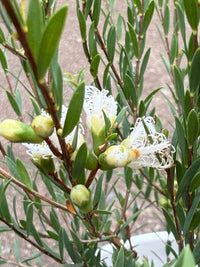 Thyme Honey Myrtle 'White Lace' (Melaleuca thymifolia) - Ladybird Nursery