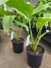 White Bat Plant (Tacca integrifolia) - Large - Ladybird Nursery