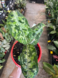Aglaonema ‘Pictum Tricolour’ - Ladybird Nursery