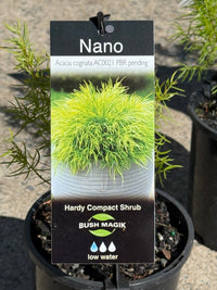Acacia ‘Nano’ (Acacia cognata) - Ladybird Nursery