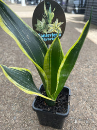 Snake Plant (Sansevieria Trifasciata) - Ladybird Nursery